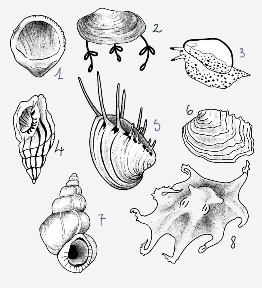 tatuaggi disponibili, conchiglie e polpo
